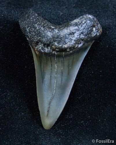 Fossil Isurus Shark Tooth (Mako) From Belgium #1407